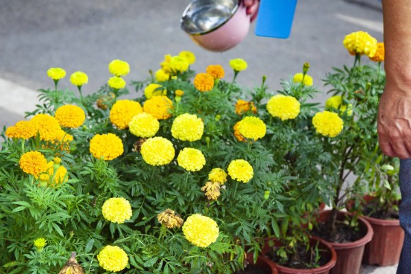 孔雀草的浇水方法，浇水时间为早上10点左右