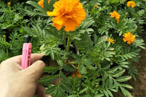 孔雀草的浇水方法，浇水时间为早上10点左右