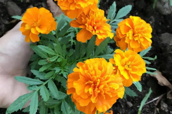 孔雀草的浇水方法，浇水时间为早上10点左右