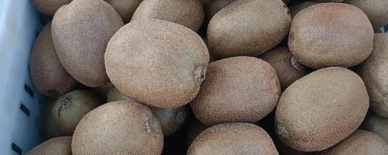 猕猴桃烂了有什么变化,外表颜色会逐渐变成黑色