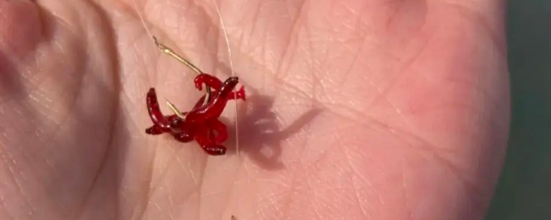 红虫的挂钩方法,将面粉和红虫混在一起做成团子