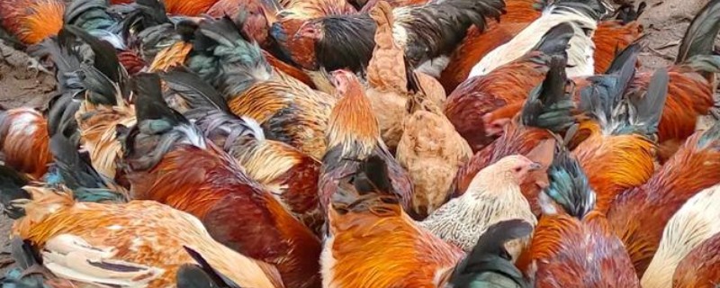 农村养鸡该往哪里销,可批发给菜市场
