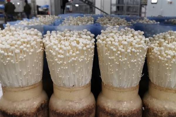 金针菇家庭培育方式,先将根部切除