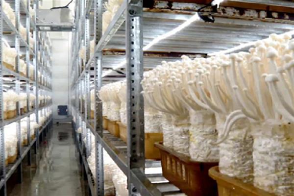 金针菇家庭培育方式,先将根部切除