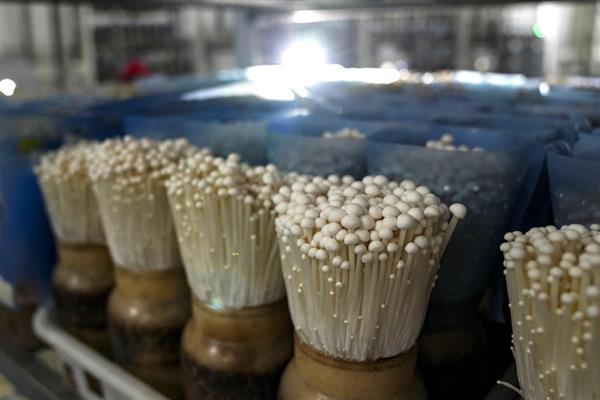 金针菇家庭培育方式,先将根部切除