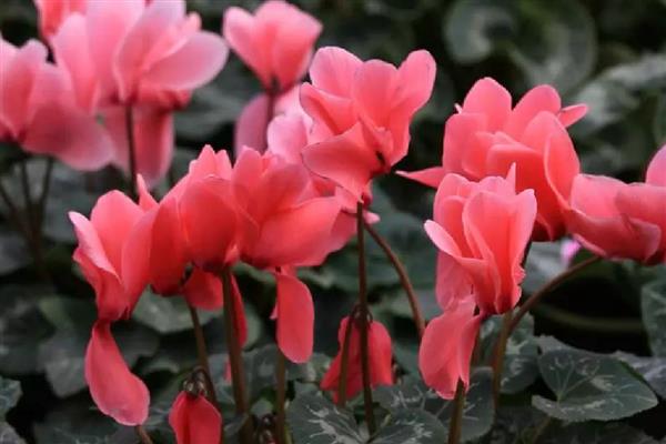 仙客来可以耐寒多少度,耐寒0度