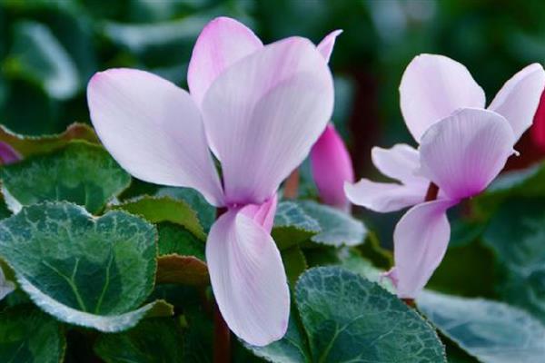 仙客来可以耐寒多少度,耐寒0度