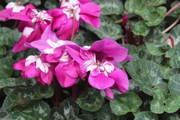 仙客来可以耐寒多少度,耐寒0度