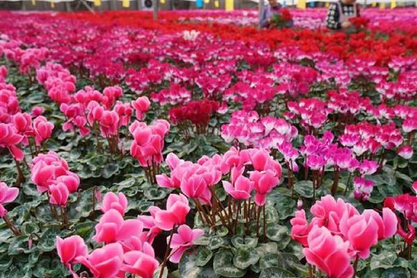 仙客来可以耐寒多少度,耐寒0度