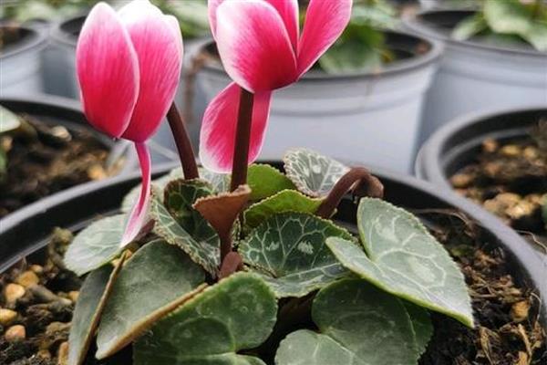 仙客来可以耐寒多少度,耐寒0度