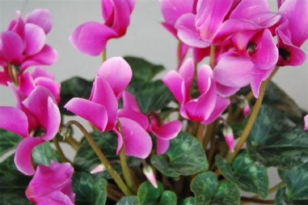 仙客来可以耐寒多少度,耐寒0度