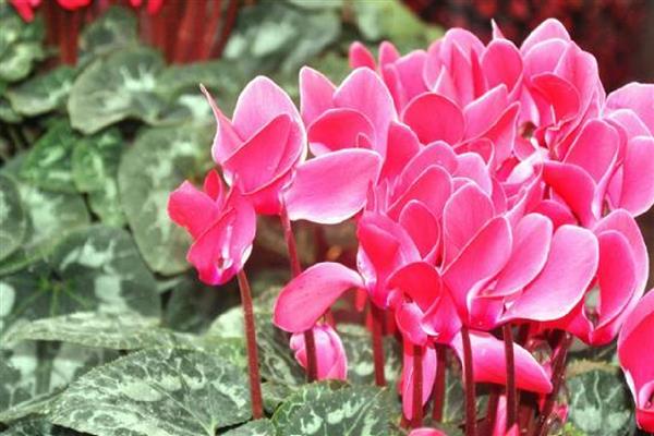 仙客来可以耐寒多少度,耐寒0度