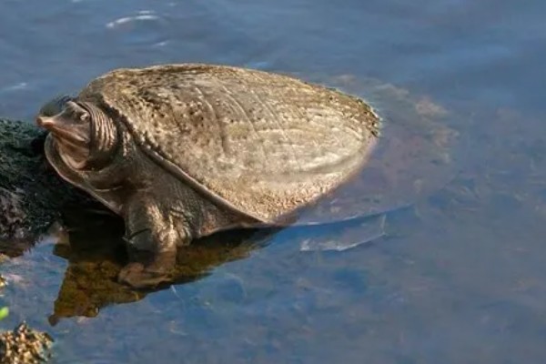 甲鱼幼苗到成年甲鱼要多久,通常需要3-5年的时间