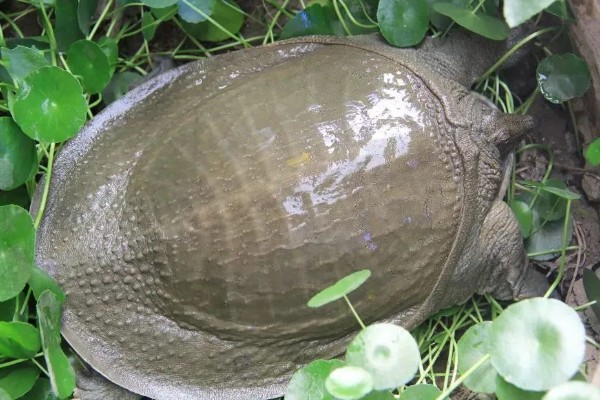 甲鱼幼苗到成年甲鱼要多久,通常需要3-5年的时间