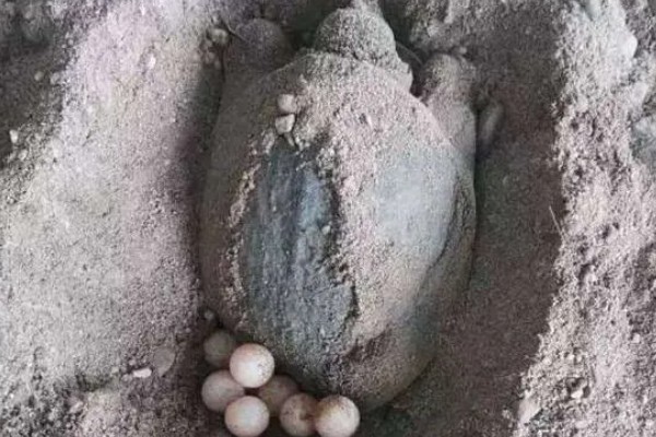 甲鱼幼苗到成年甲鱼要多久,通常需要3-5年的时间