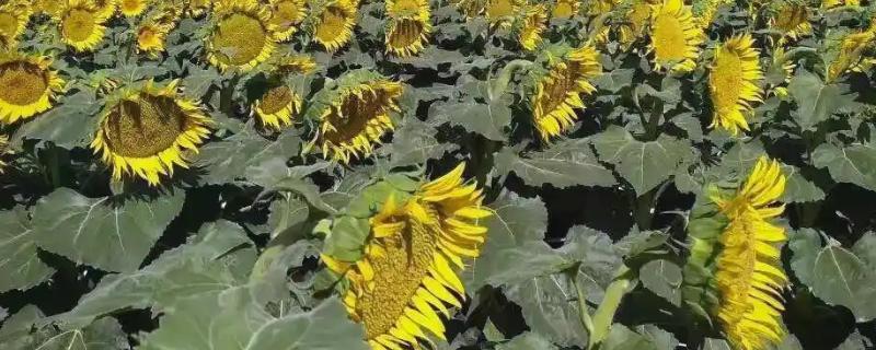 油葵何时打药，可以在开花末期打药