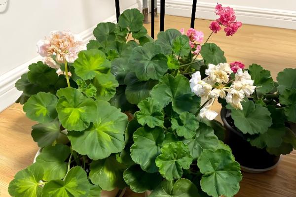 天竺葵如何修剪，要根据植株生长高度而定