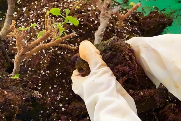 天竺葵如何修剪，要根据植株生长高度而定