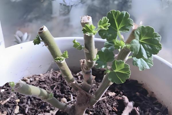 天竺葵如何修剪，要根据植株生长高度而定