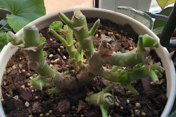 天竺葵如何修剪，要根据植株生长高度而定