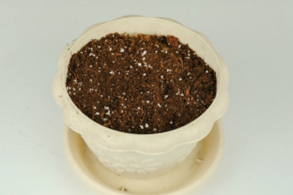 花烟草的播种时间，一般在1-2月份播种