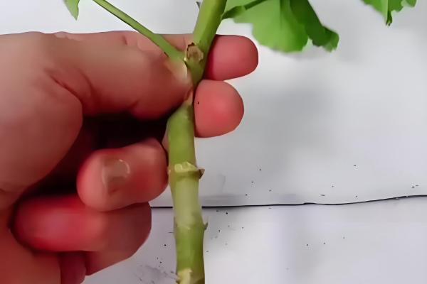 天竺葵如何修剪，要根据植株生长高度而定