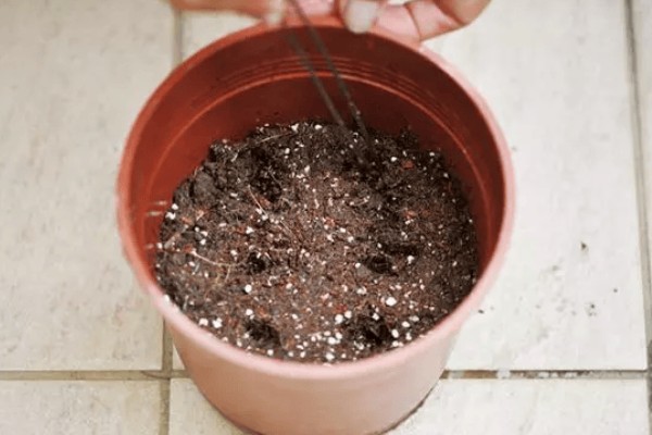 花烟草的播种时间，一般在1-2月份播种