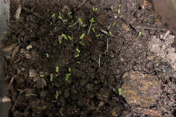 花烟草的播种时间，一般在1-2月份播种