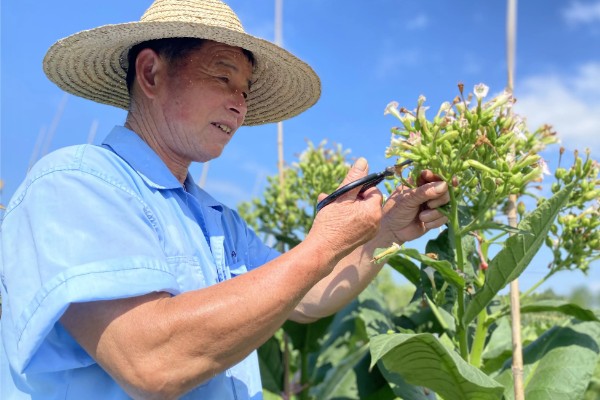 花烟草的播种时间，一般在1-2月份播种