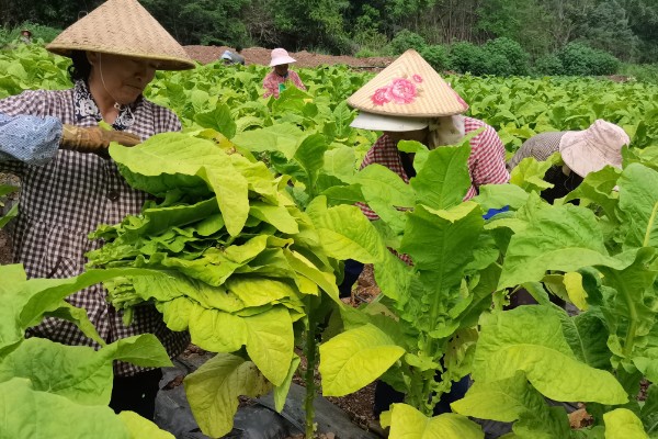 花烟草的播种时间，一般在1-2月份播种