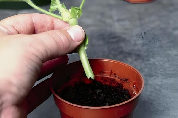 天竺葵如何修剪，要根据植株生长高度而定