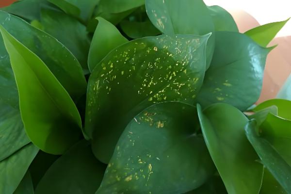 绿萝黑斑病怎么防治，剪除病叶并喷施代森锰锌等药物