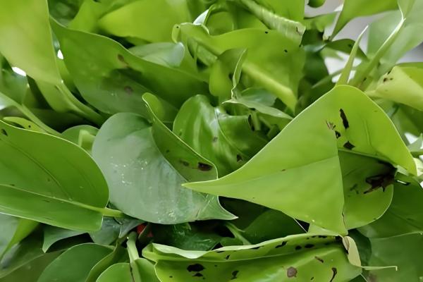 绿萝黑斑病怎么防治，剪除病叶并喷施代森锰锌等药物