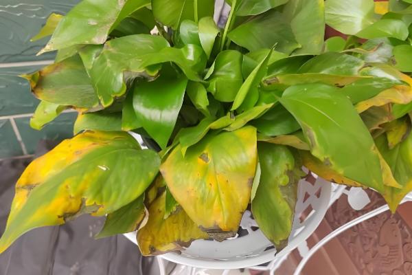 绿萝黑斑病怎么防治，剪除病叶并喷施代森锰锌等药物