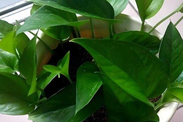 绿萝黑斑病怎么防治，剪除病叶并喷施代森锰锌等药物