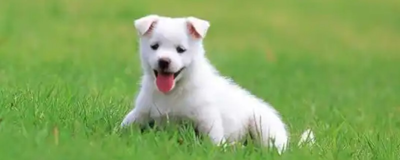 有什么方法能去除狗身上的跳蚤，可以给狗狗做药浴