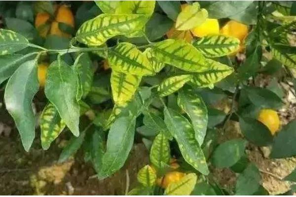 柠檬的常见病害,有蒂腐病、黑腐病等