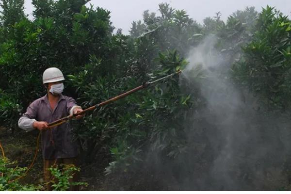 柠檬的常见病害,有蒂腐病、黑腐病等