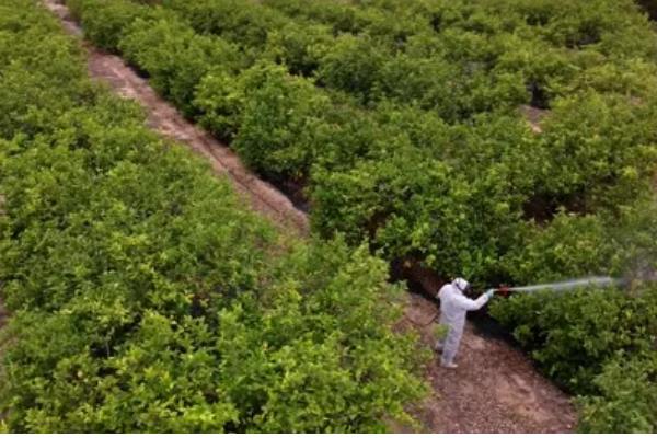 柠檬的常见病害,有蒂腐病、黑腐病等