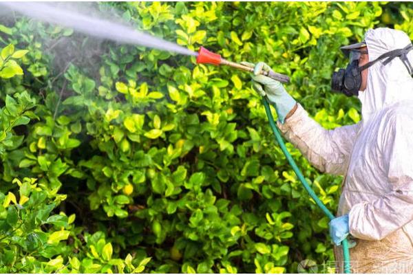 柠檬的常见病害,有蒂腐病、黑腐病等