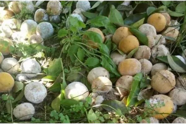 柠檬的常见病害,有蒂腐病、黑腐病等