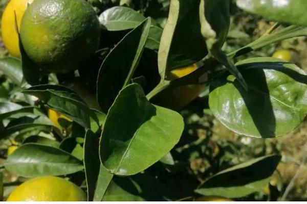 柠檬的常见病害,有蒂腐病、黑腐病等