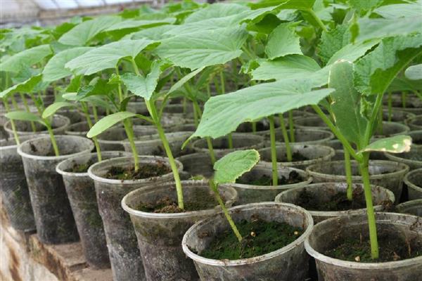 葫芦怎么育苗，播种后将温度控制在25℃左右