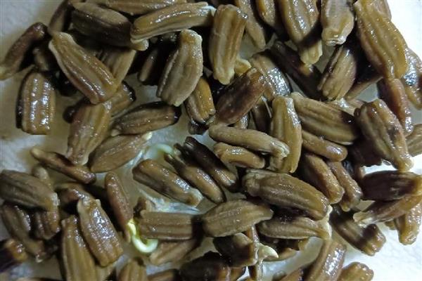 葫芦怎么育苗，播种后将温度控制在25℃左右