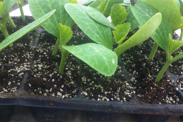 葫芦怎么育苗，播种后将温度控制在25℃左右