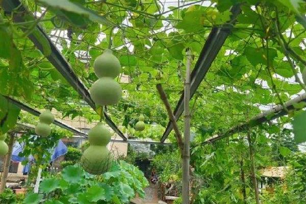 葫芦怎么育苗，播种后将温度控制在25℃左右