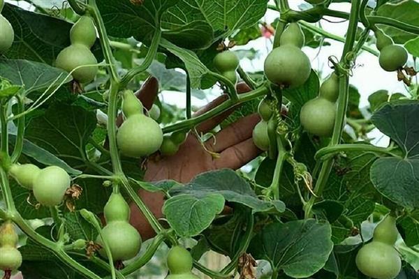 葫芦怎么育苗，播种后将温度控制在25℃左右