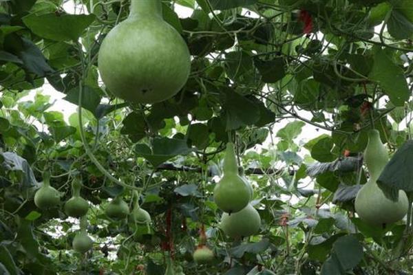 葫芦怎么育苗，播种后将温度控制在25℃左右