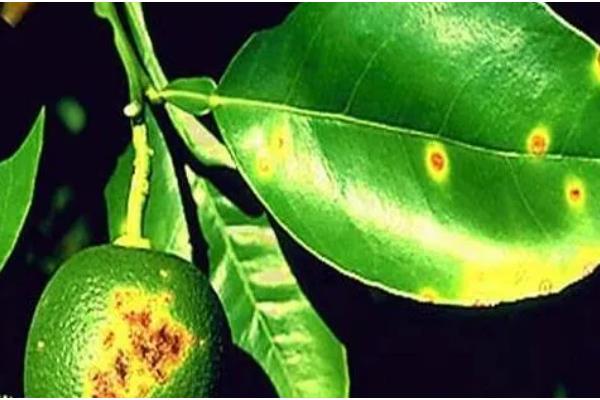 柠檬的常见病害,有蒂腐病、黑腐病等