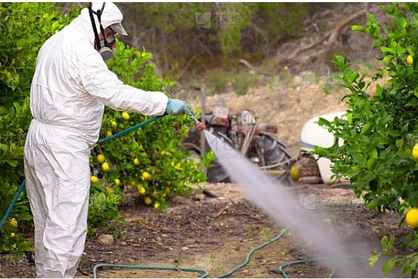 柠檬的常见病害,有蒂腐病、黑腐病等